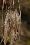 Annual rabbitsfoot grass